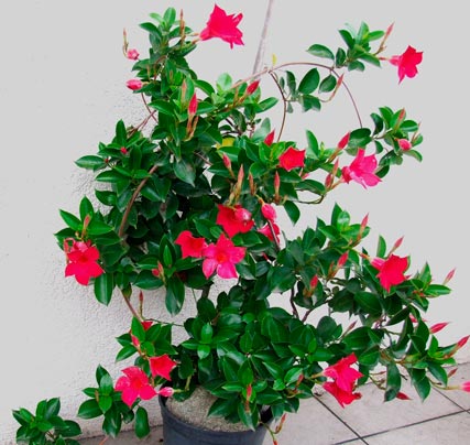 DIPLADENIA-SPLENDENS-_montpellier_latte_sariviere