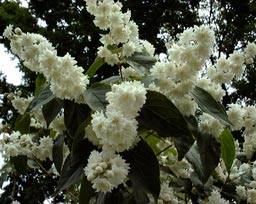 Deutzia_scabra_2_montpellier_latte_sariviere