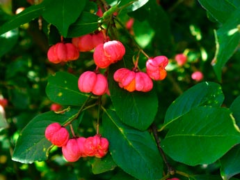 EUONYMUS-EUROPAEUS-_montpellier_latte_sariviere