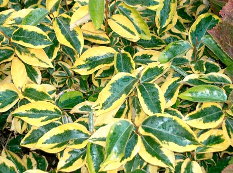 Elaeagnus_X_ebbingei_Gilt_Edge_montpellier_latte_sariviere