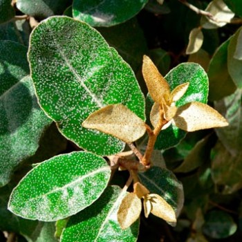 Elaeagnus_x_ebbingei_montpellier_latte_sariviere