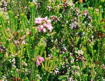 Erica_multiflora_montpellier_latte_sariviere