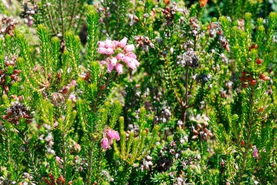 Erica_multiflora_montpellier_latte_sariviere