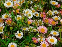 Erigeron_karvinskianus_montpellier_latte_sariviere