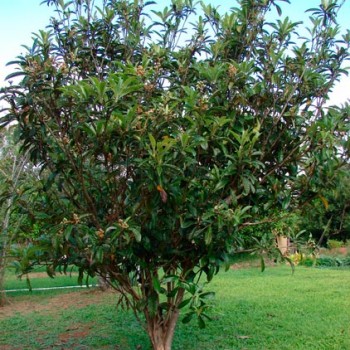 Eriobotrya_japonica_montpellier_latte_sariviere