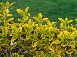 Euonymus_fortunei_montpellier_latte_sariviere