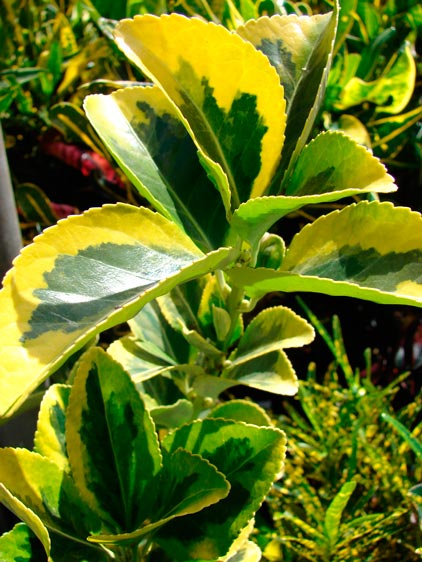 Euonymus_japonica_montpellier_latte_sariviere