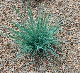 Festuca_glauca_montpellier_latte_sariviere