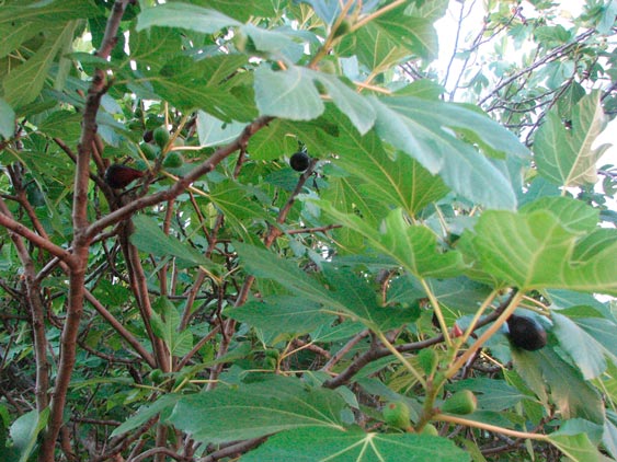 Ficus_carica_montpellier_latte_sariviere