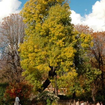 Fraxinus_angustifolia_montpellier_latte_sariviere