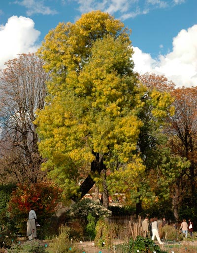 Fraxinus_angustifolia_montpellier_latte_sariviere