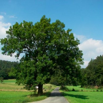 Fraxinus_excelsior_montpellier_latte_sariviere