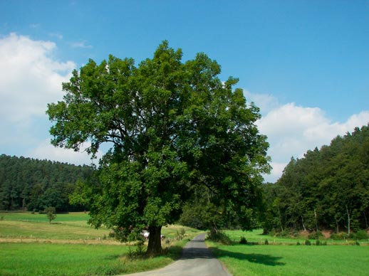 Fraxinus_excelsior_montpellier_latte_sariviere