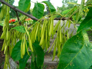 Fraxinus_pensylvanica_montpellier_latte_sariviere