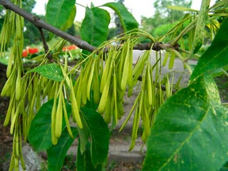 Fraxinus_pensylvanica_montpellier_latte_sariviere