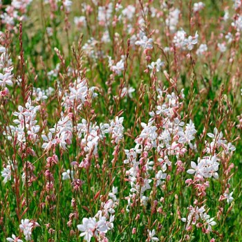 GAURA-LINDHEIMERI-BLANCHE-_montpellier_latte_sariviere