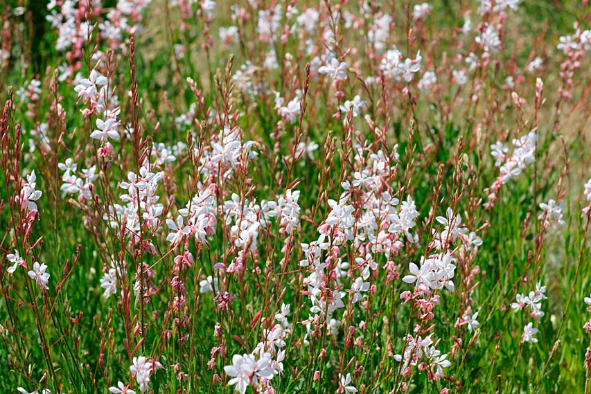 GAURA-LINDHEIMERI-BLANCHE-_montpellier_latte_sariviere