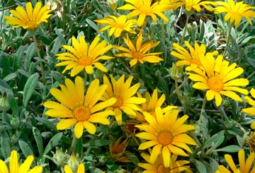 GAZANIA-NIVEA-_montpellier_latte_sariviere