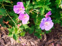 GERANIUM-'ROZANNE'-_montpellier_latte_sariviere