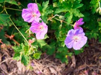 GERANIUM-'ROZANNE'-_montpellier_latte_sariviere