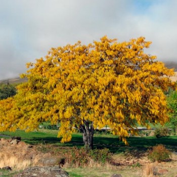 Gleditsia_triacanthos_Maryhill_Museum_01