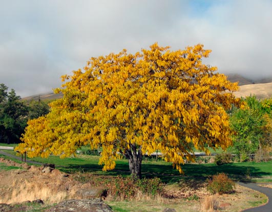 Gleditsia_triacanthos_Maryhill_Museum_01