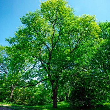 Gleditsia_triacanthos_sunburst_montpellier_latte_sariviere