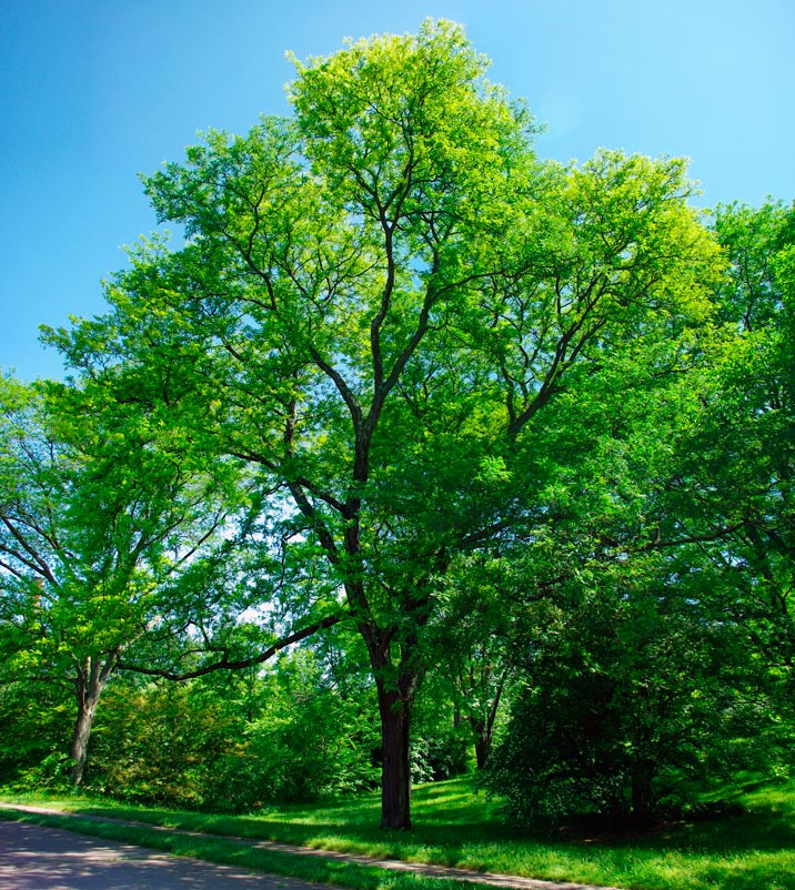 Gleditsia_triacanthos_sunburst_montpellier_latte_sariviere