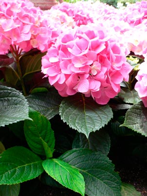 HYDRANGEA-MACROPHYLLA-'MERVEILLE-SANGUIN-®'-_montpellier_latte_sariviere