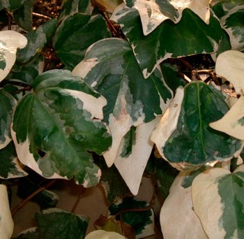 Hedera_canariensis_Variegata_montpellier_latte_sariviere