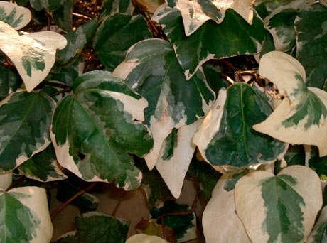 Hedera_canariensis_Variegata_montpellier_latte_sariviere