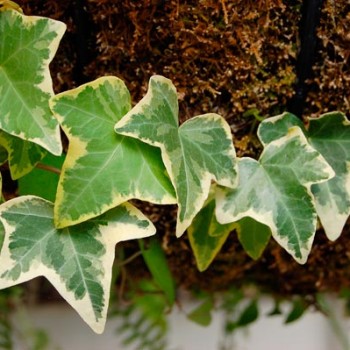 Hedera_helix_montpellier_latte_sariviere