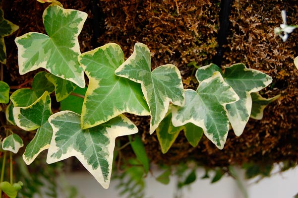 Hedera_helix_montpellier_latte_sariviere