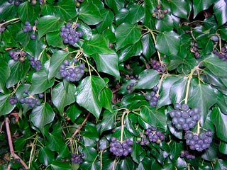 Hedera_hibernica_montpellier_latte_sariviere