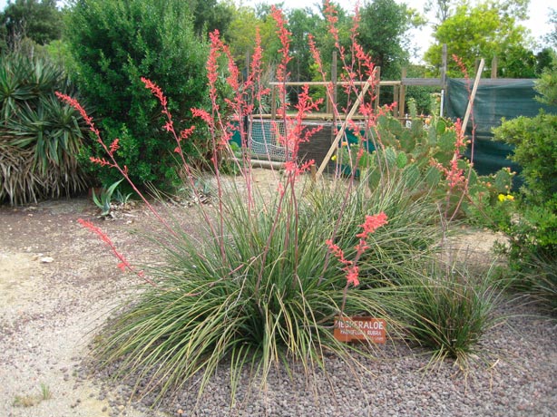 Hesperaloe_parviflora_montpellier_latte_sariviere