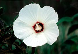 Hibiscus_moscheutos_montpellier_latte_sariviere