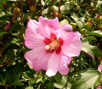 Hibiscus_syriacus_montpellier_latte_sariviere