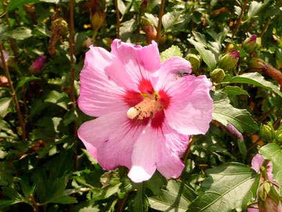 Hibiscus_syriacus_montpellier_latte_sariviere