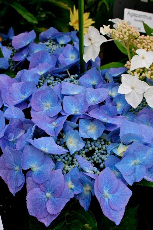 Hydrangea_macrophylla_Blaumeise_montpellier_latte_sariviere