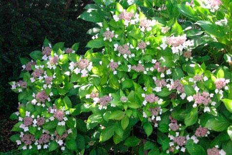 Hydrangea_serrata_'Blue_Bird'_montpellier_latte_sariviere