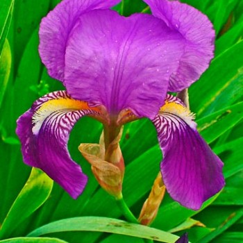 Iris_germanica_sariviere_montpellier_latte