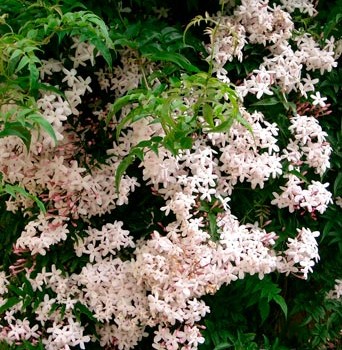 JASMINUM_POLYANTHUM--_montpellier_latte_sariviere