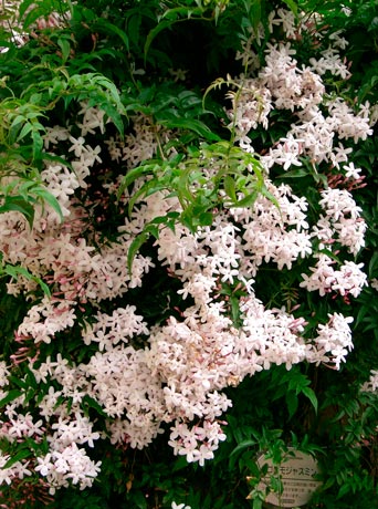 JASMINUM_POLYANTHUM--_montpellier_latte_sariviere