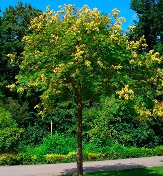 Koelreuteria_paniculata_montpellier_latte_sariviere