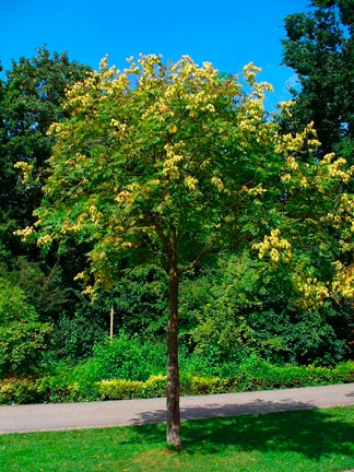 Koelreuteria_paniculata_montpellier_latte_sariviere