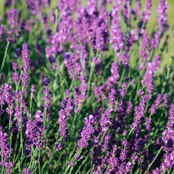 LAVANDULA-ANGUSTIFOLIA--_montpellier_latte_sariviere