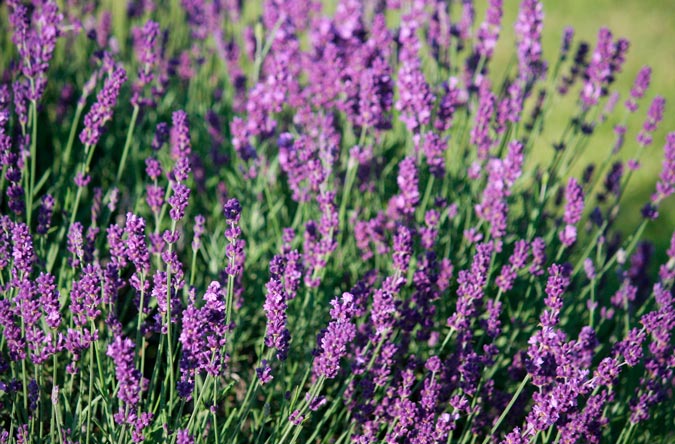 LAVANDULA-ANGUSTIFOLIA--_montpellier_latte_sariviere