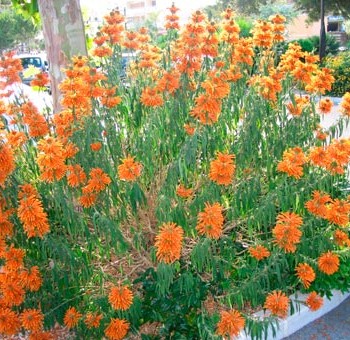 LEONOTIS-LEONORUS-_montpellier_latte_sariviere