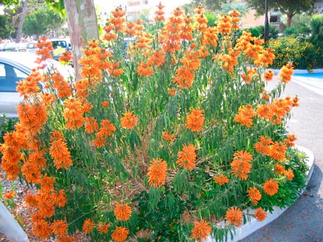 LEONOTIS-LEONORUS-_montpellier_latte_sariviere