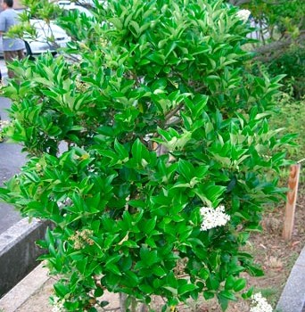 LIGUSTRUM-JAPONICUM-_montpellier_latte_sariviere